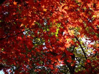 200711_kyoto15.jpg