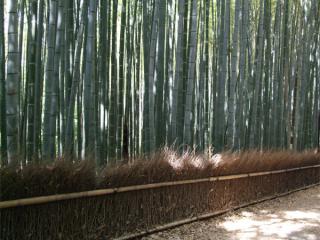 kyoto04.jpg